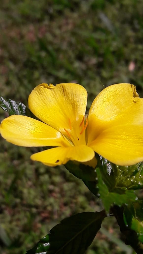flover