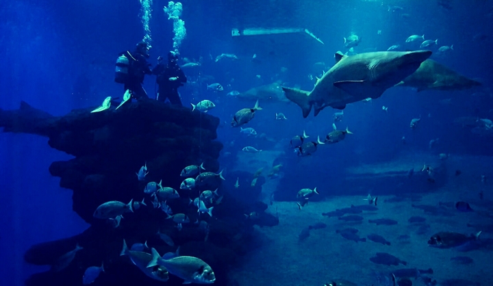 diving