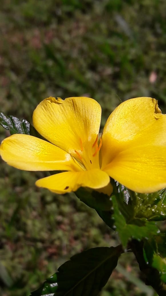 flover