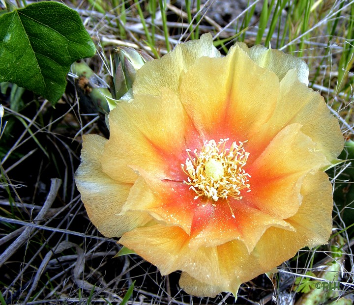 cactus bloom