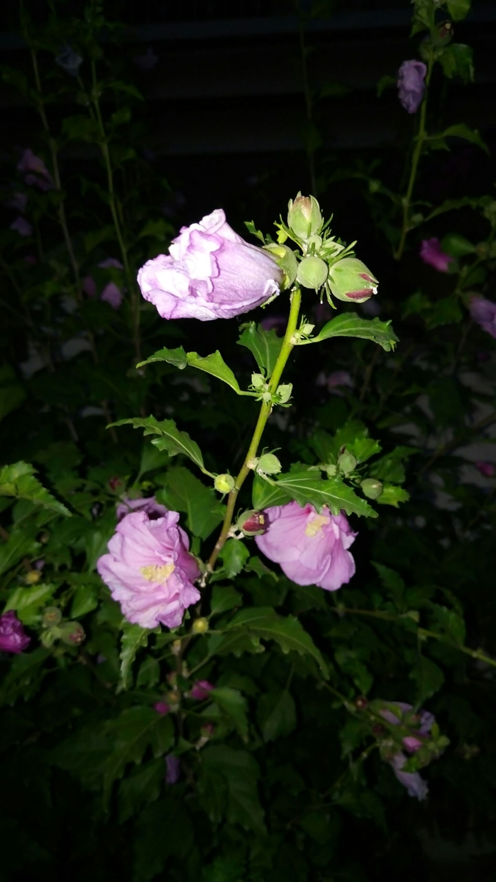 Flowers