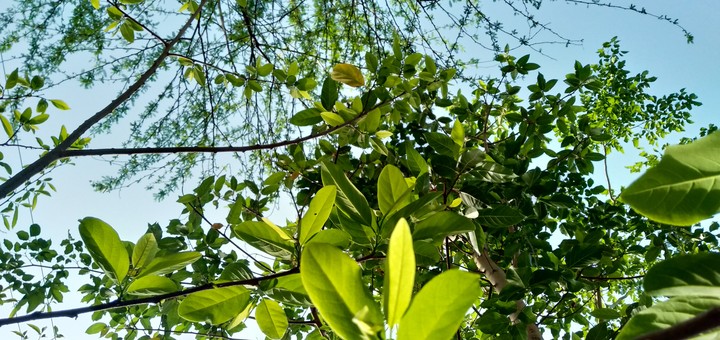CdCreation plants glimpses