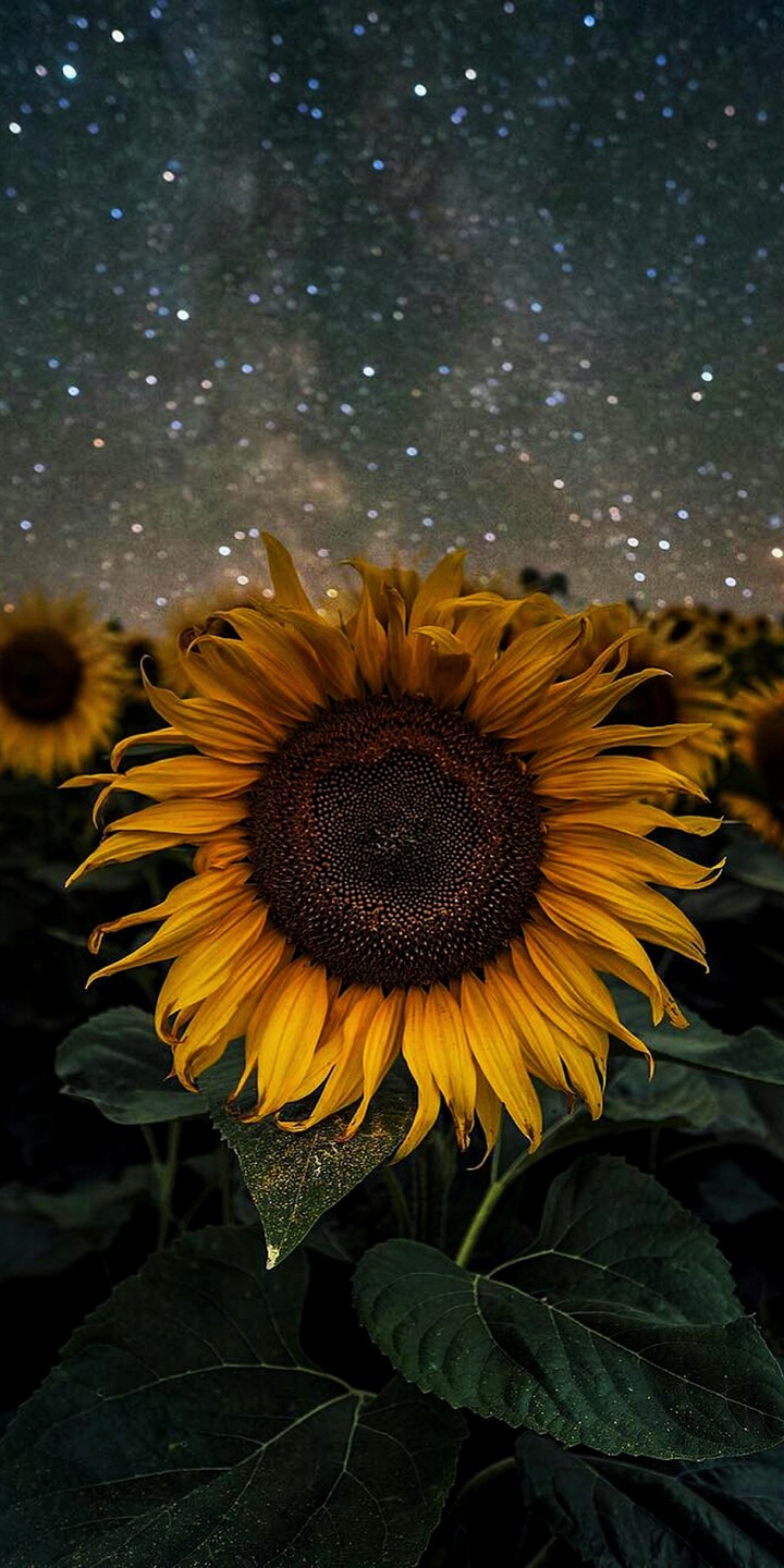 Sunflowers at Night