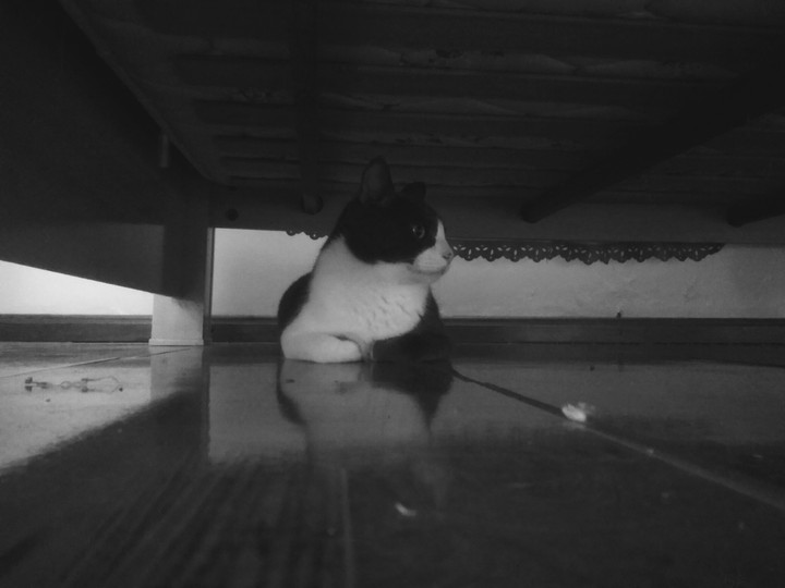 cat