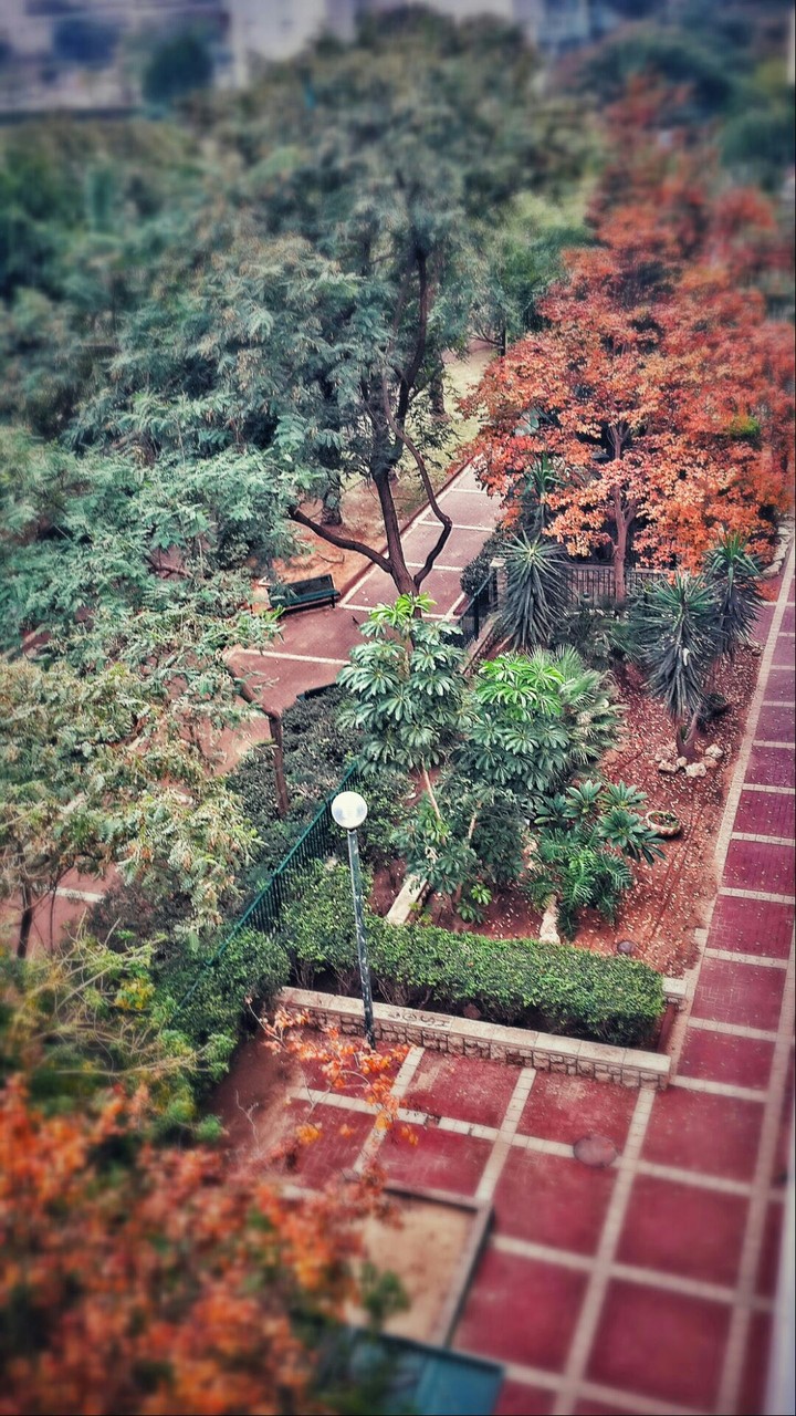 trees