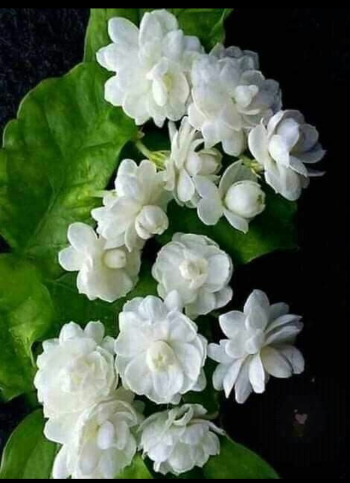 Jasmine