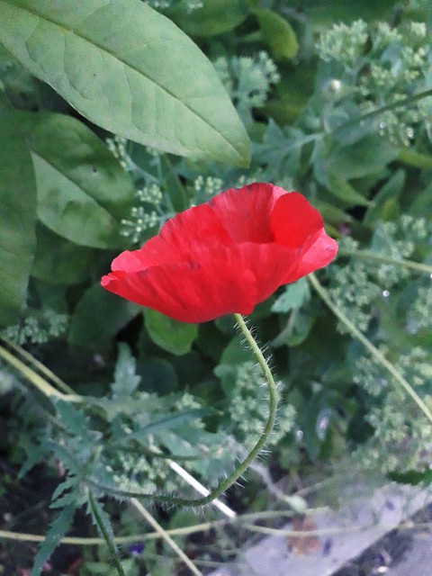 small red poppy