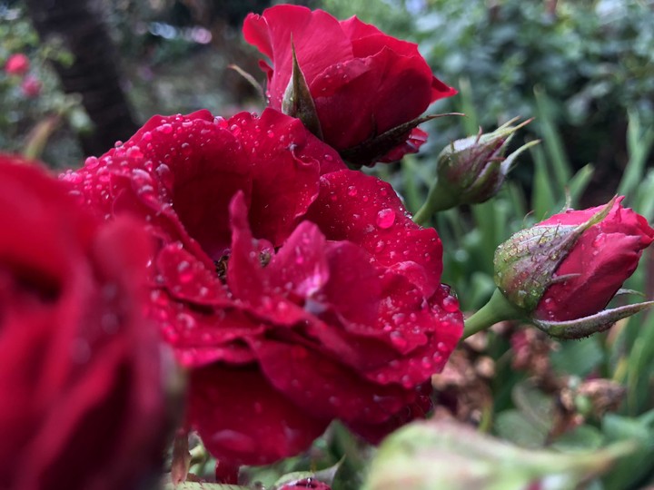 flor rosa vermelha