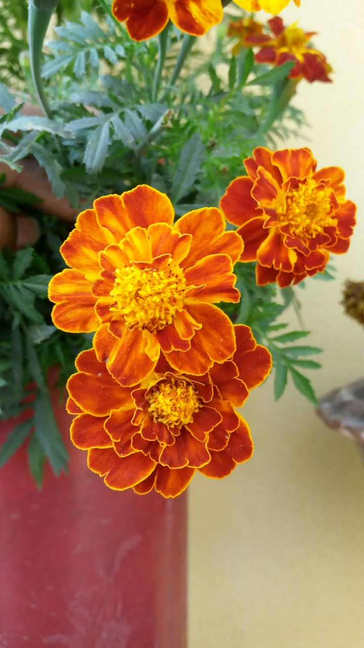 FLower