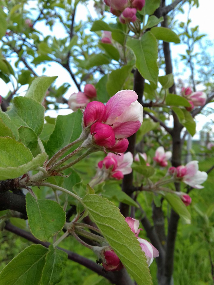 Apple tree