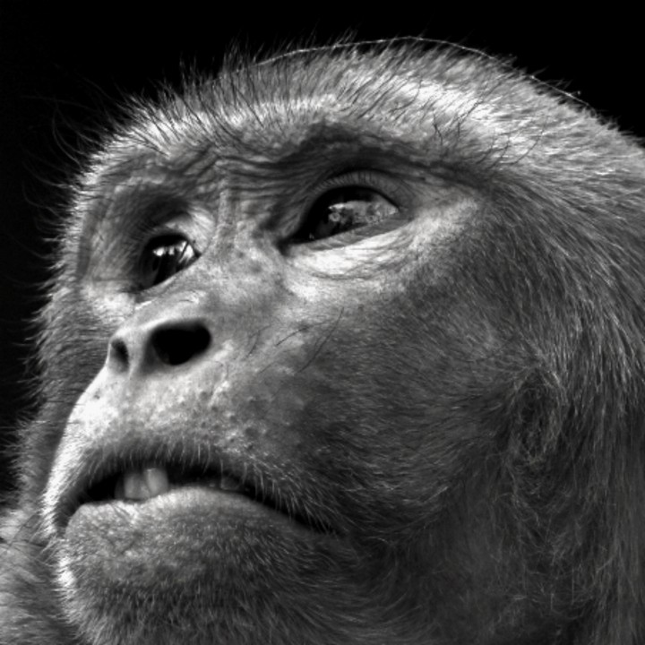 monkey pic
