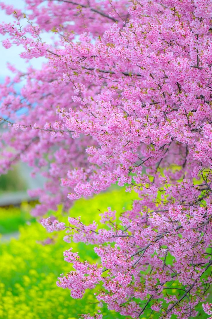 branch, pink háttérképek
