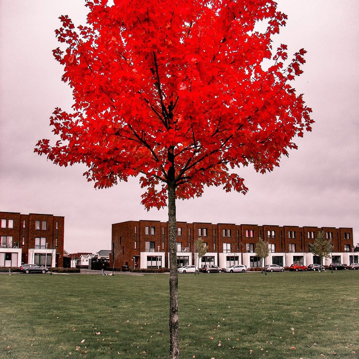 tree