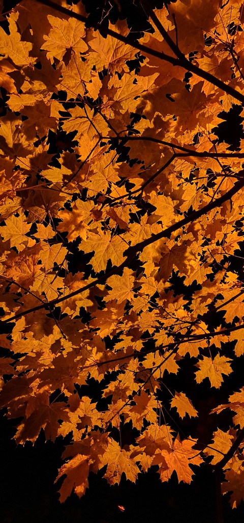 Leaves