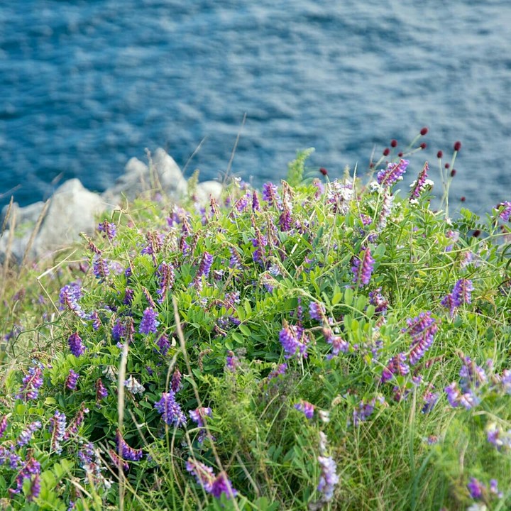 Flowers by the sea
