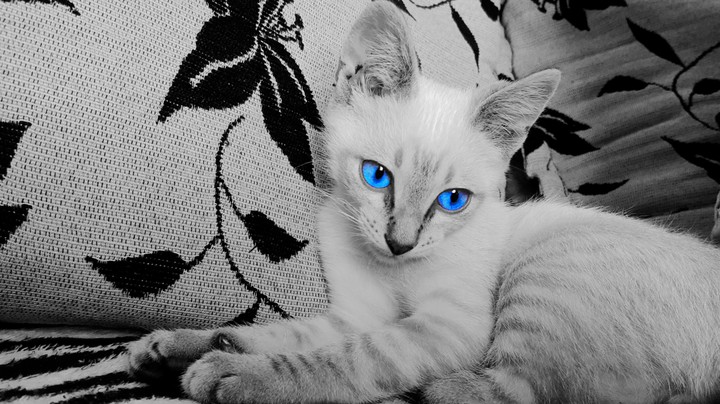 gato