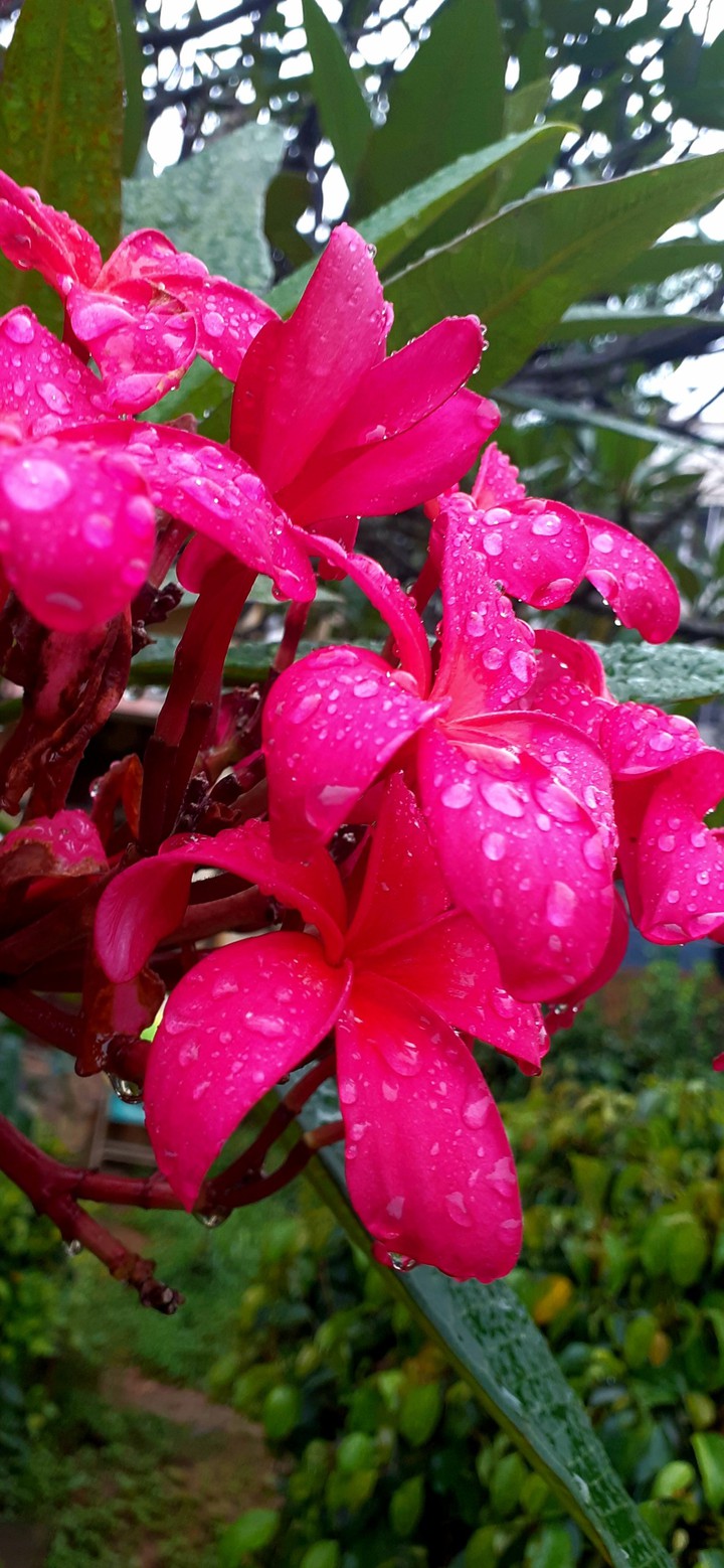 Flowers. /Red/Rain/Water /water drops /nature /weather/leaf.
