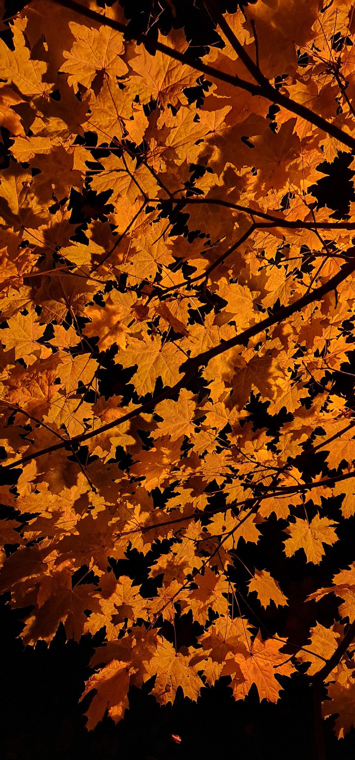 Leaves