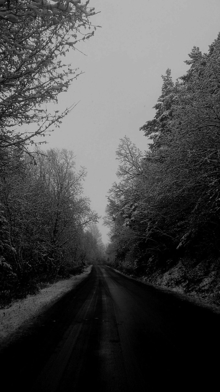 winter road black white tree