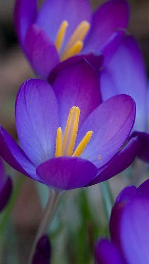 purple, Close-up háttérképek