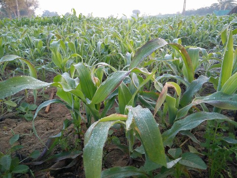 Bajra Farm with Dew