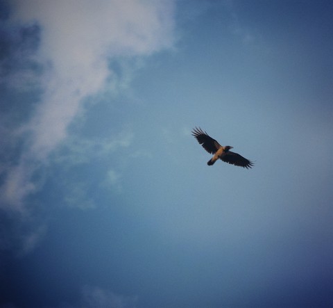 bird in Iran