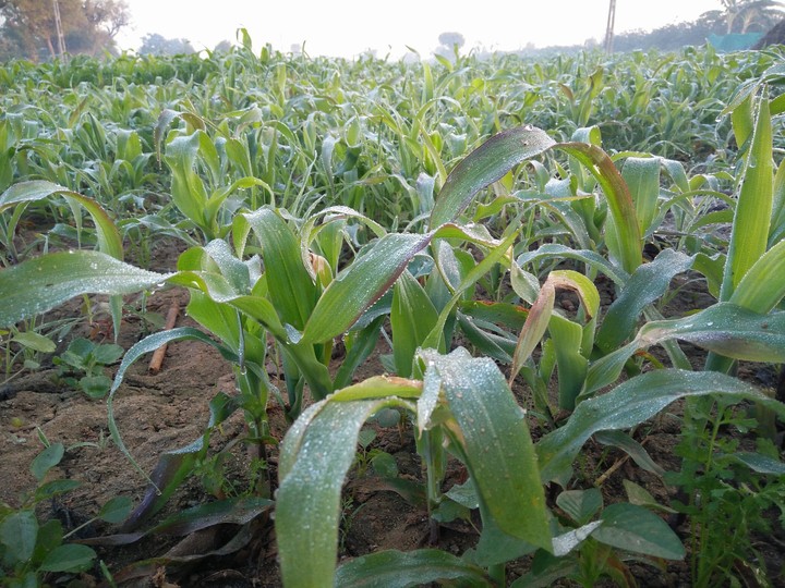 Bajra Farm with Dew