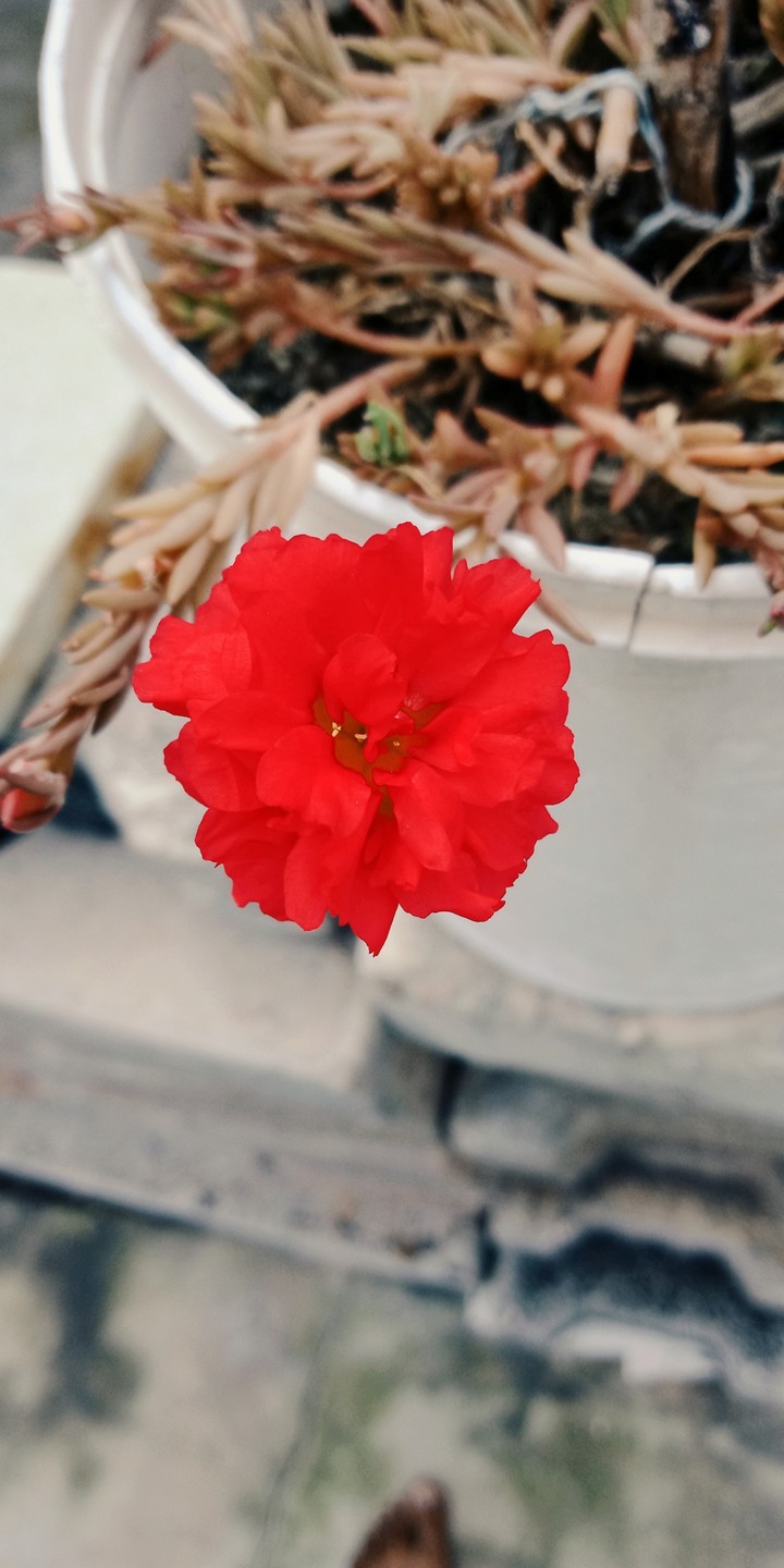 red