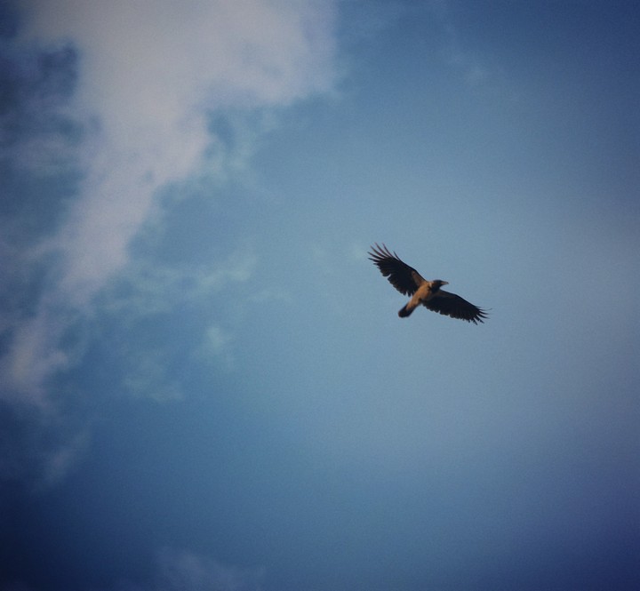 bird in Iran