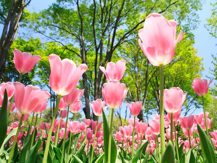 tulip❤