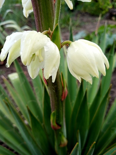 tapety amaryllidaceae, lilies