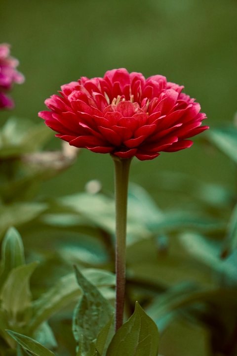 papéis de parede pink, red
