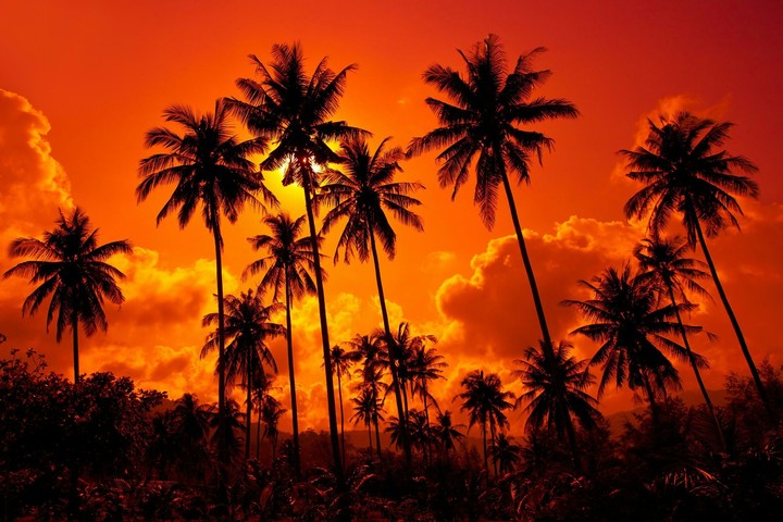 Palm tree