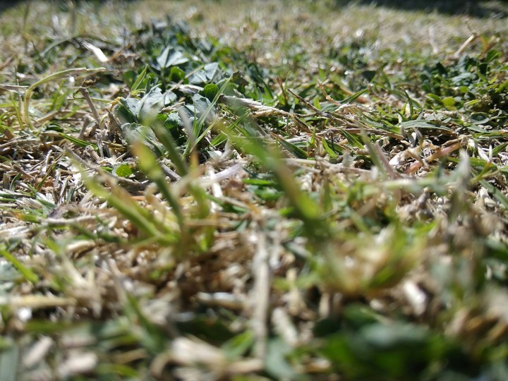 Grass