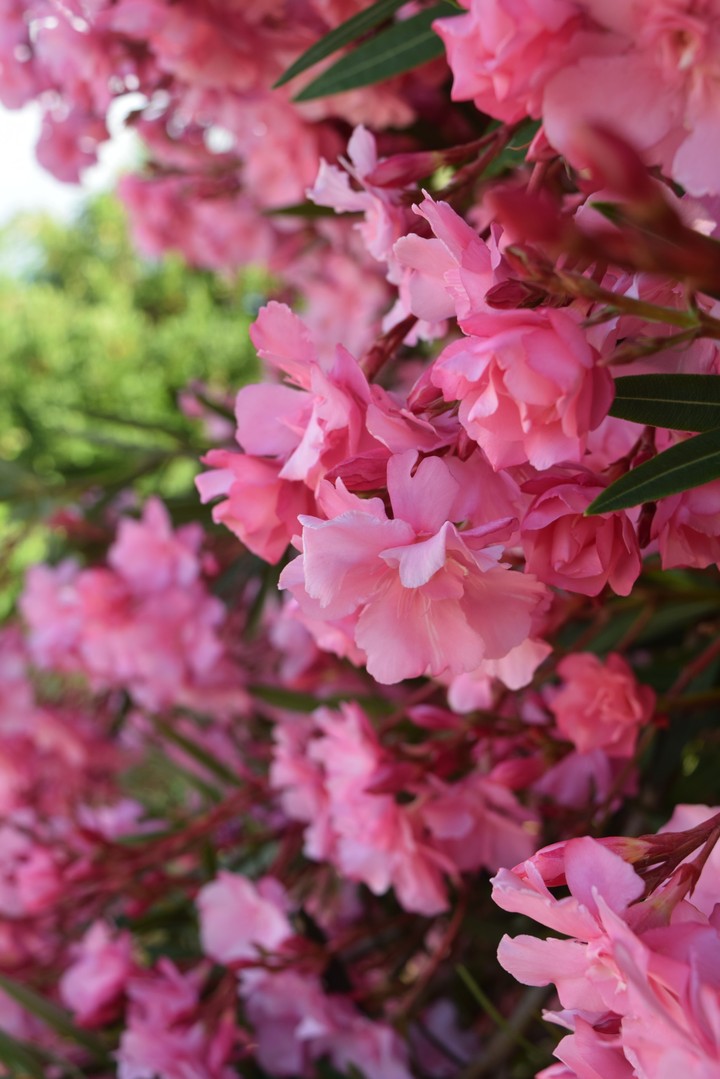 just flowers