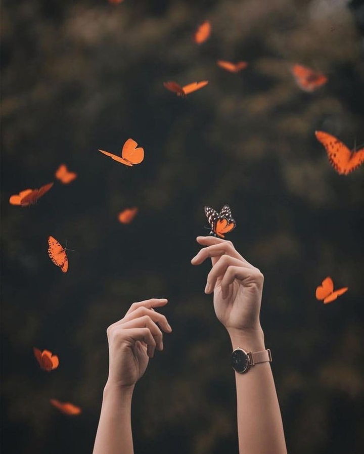 butterfly