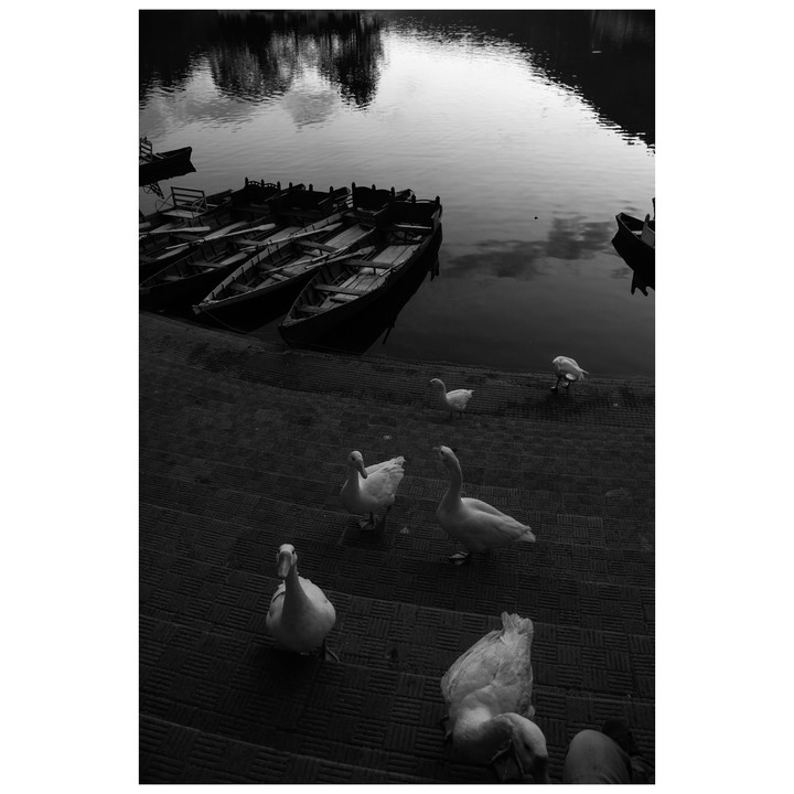 poesy composition