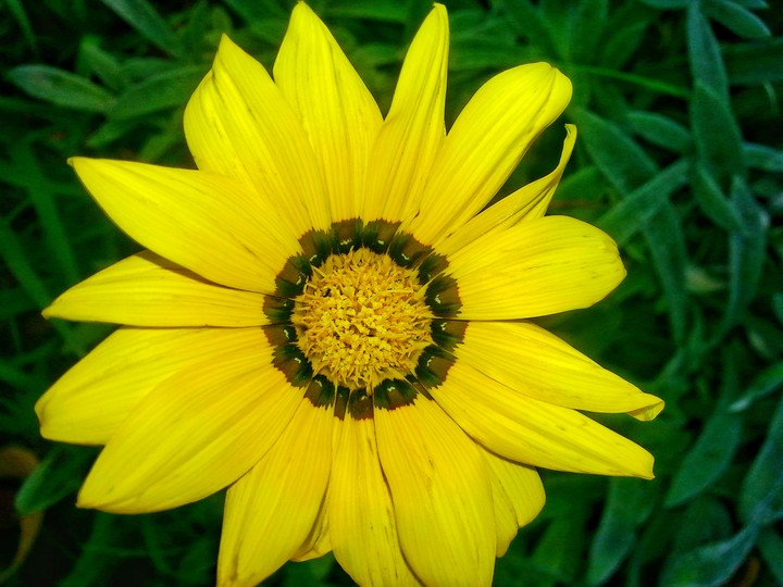 Sun flower