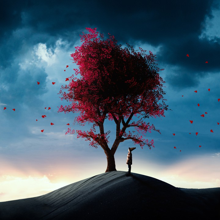 Nature - Tree