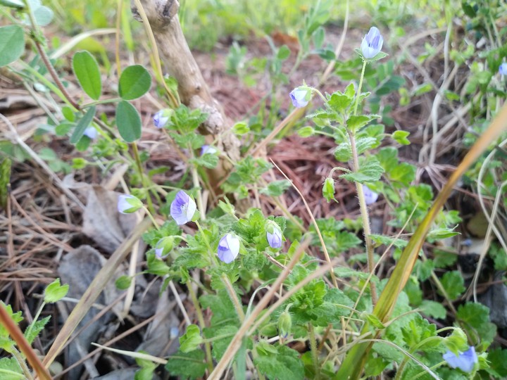 little violet flower