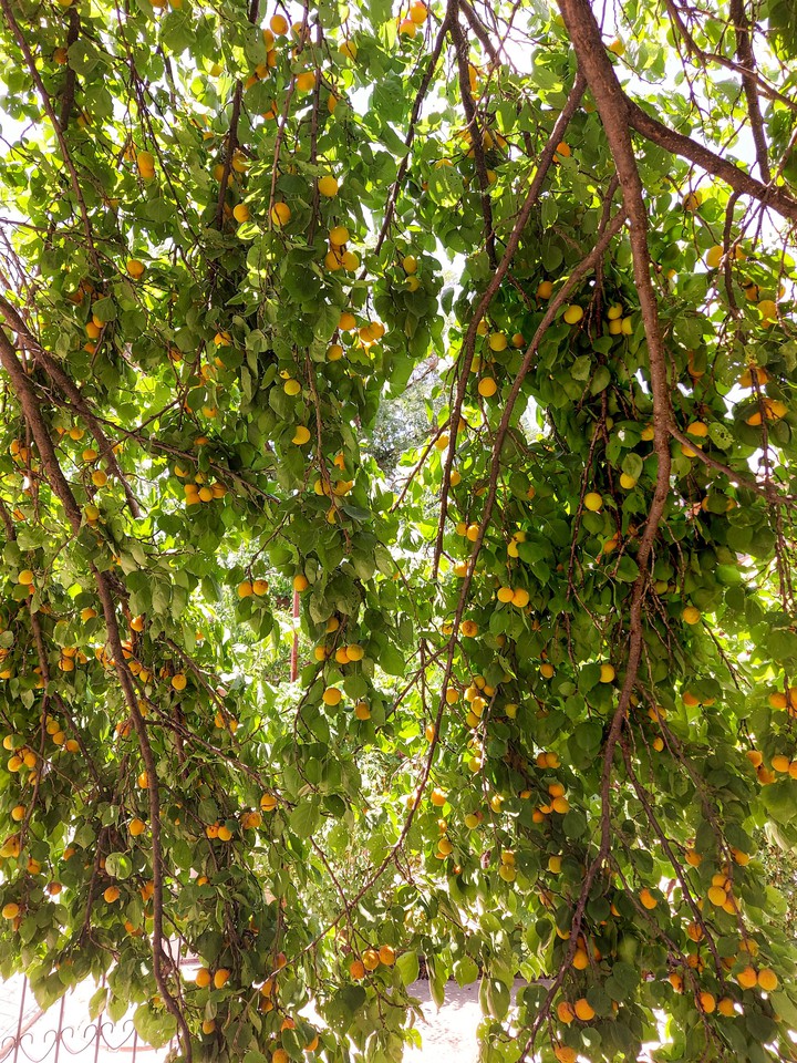 Apricot