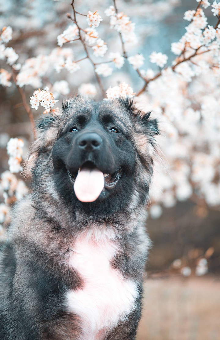 我的狗！
