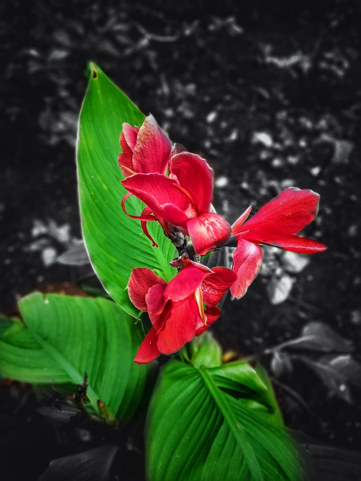 Flower