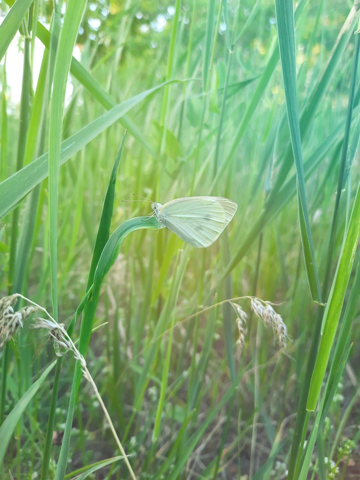 butterfly ?