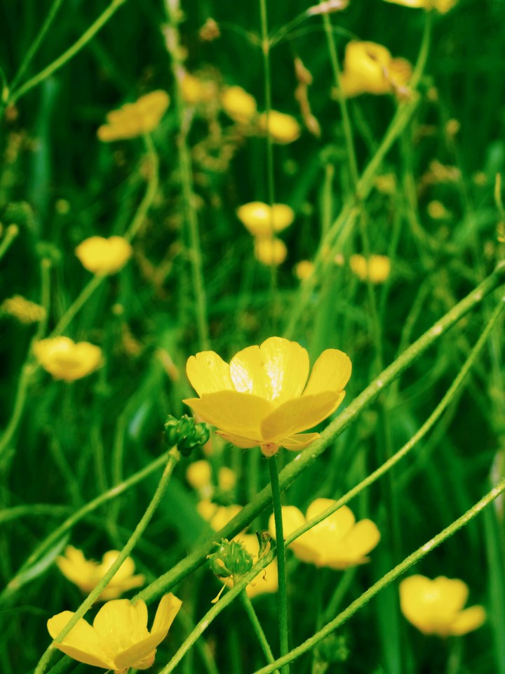 Butter cup field