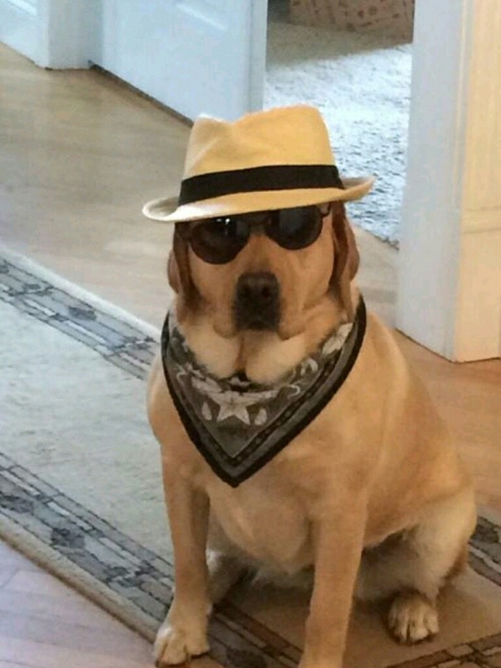 bau