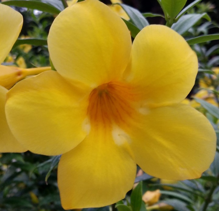 yellow @hdg