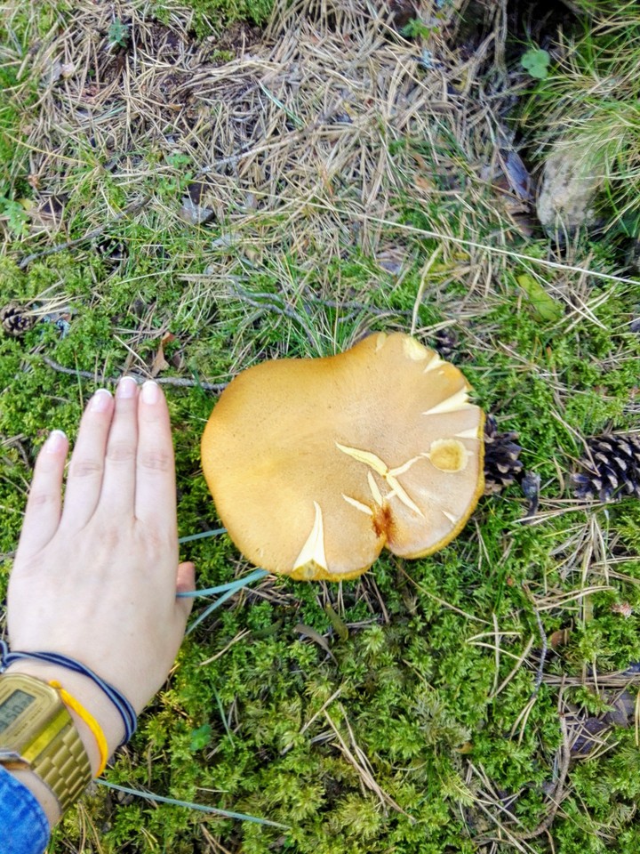 Autumnal mushroom