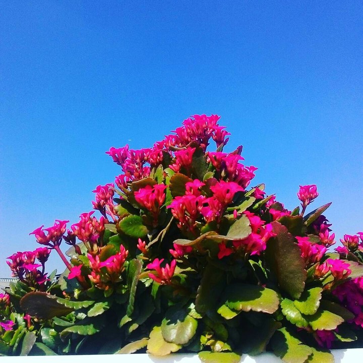 flower