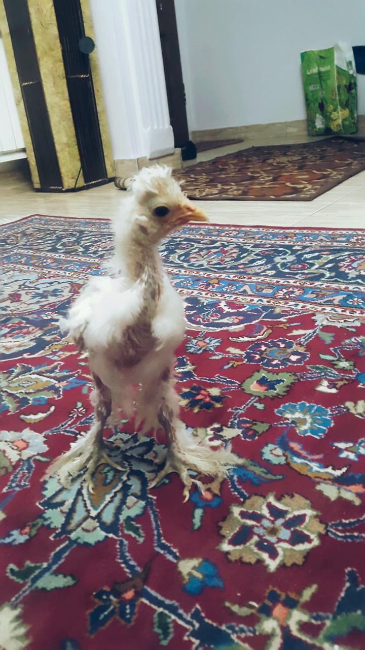 little angel